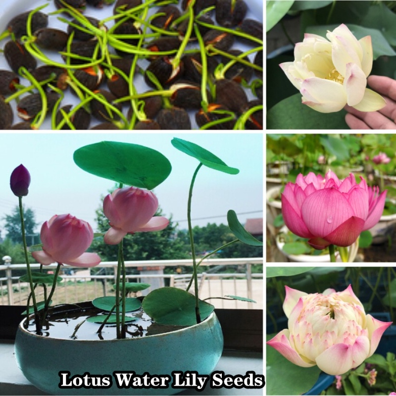 Mini Lotus Water Lily Seeds 20 Per Pack Flowers Philodendron Rare Mayana Bonsai Live Plants for