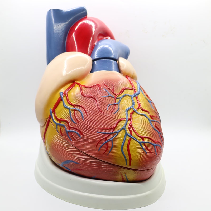 5 times big PVC Cardiac anatomy heart model Medical teaching tool