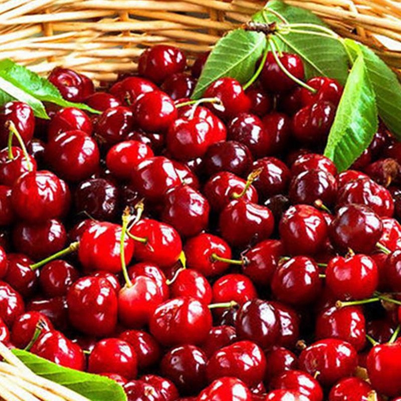 10pcs Cherry Seeds Organic Seeds Dark Red Sweet Cherry Fruit Seeds