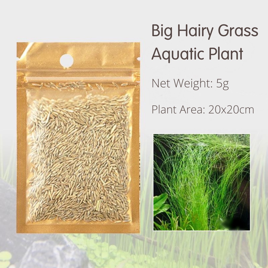 Petcher Organics Aquarium Live Plant Seed Fish Tank Grass Seed Aquatic