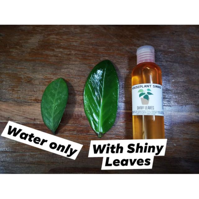 Shiny Leaves Indoor plant leaves cleaner Shopee Philippines