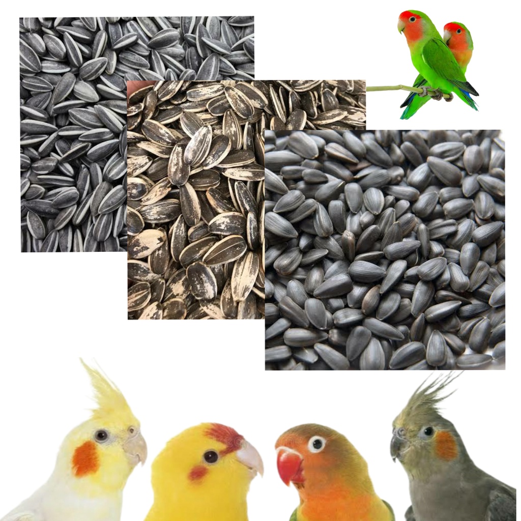 Sunflower seeds Birdseed 1 kilo Repacked Stripes Black Jumbo for