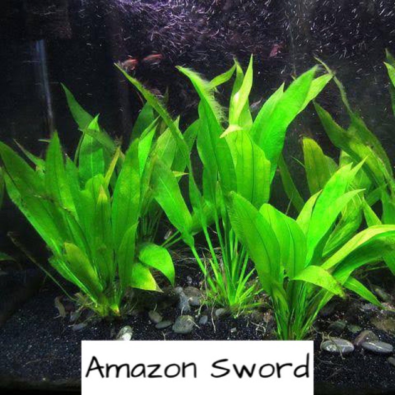 Amazon Sword Aquatic Plants for Aquarium Aquascape Shopee Philippines