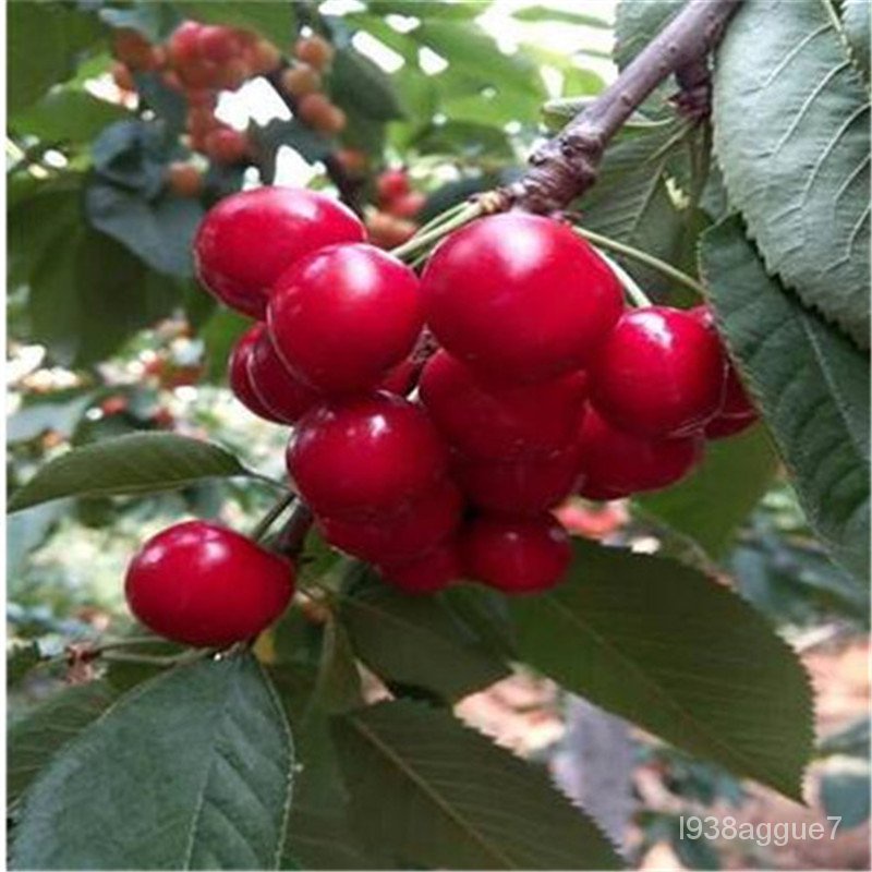tlBA How Much Is a Red Cherry Sapling Ryder Cherry Seedlings Price Red Cherry Sapling Shopee