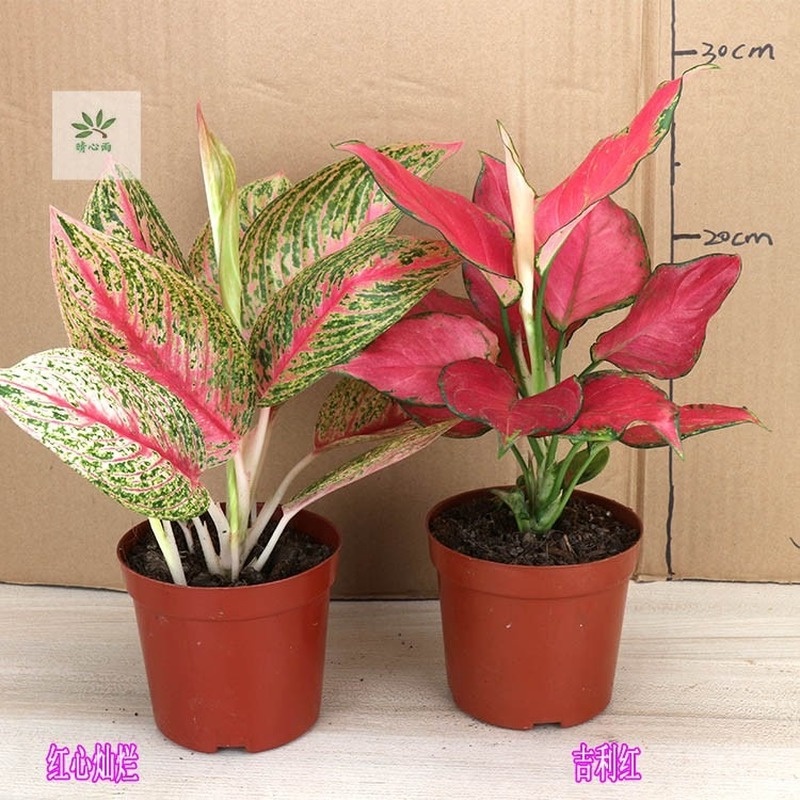 Ready stock 30pcs1 Package///Ruyi Queen Flower Seed Potted Plant Seed