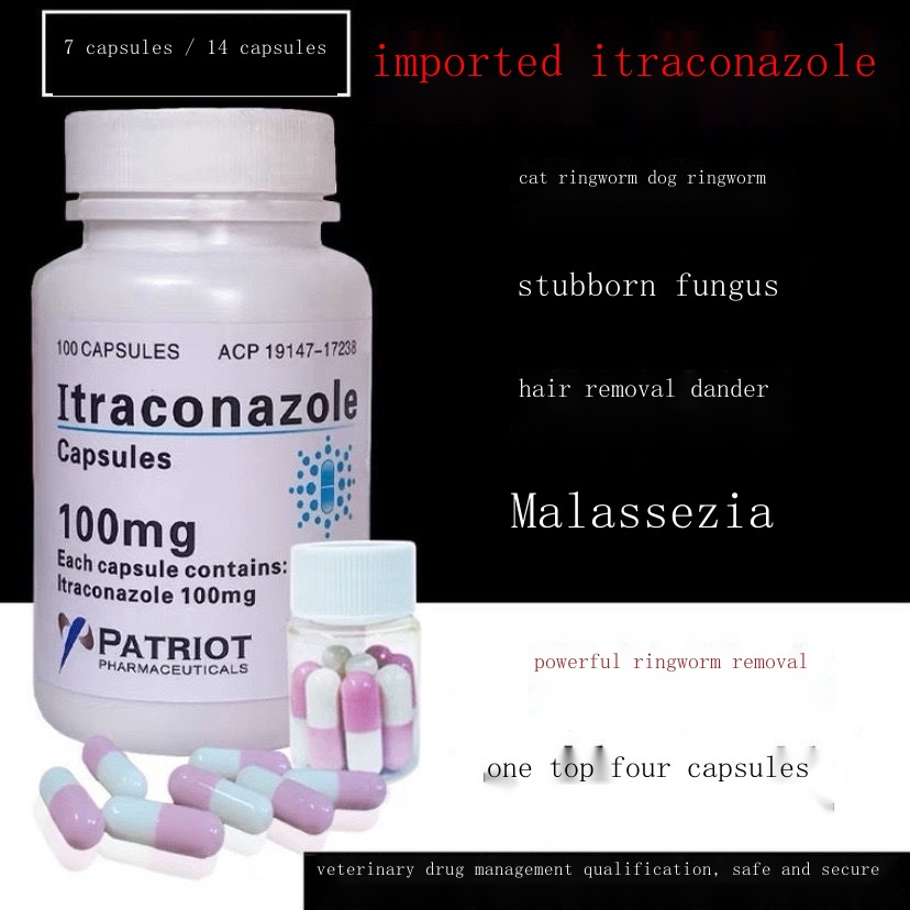 Itraconazole Pet Dermatology Cat Ringworm Dog Moss Dog Kitten