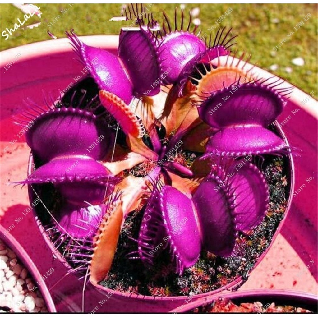 50pcs Dionaea Muscipula Giant Clip Venus Flytrap Seeds/Benih Flytrap Venus Exotic Flower Seeds B