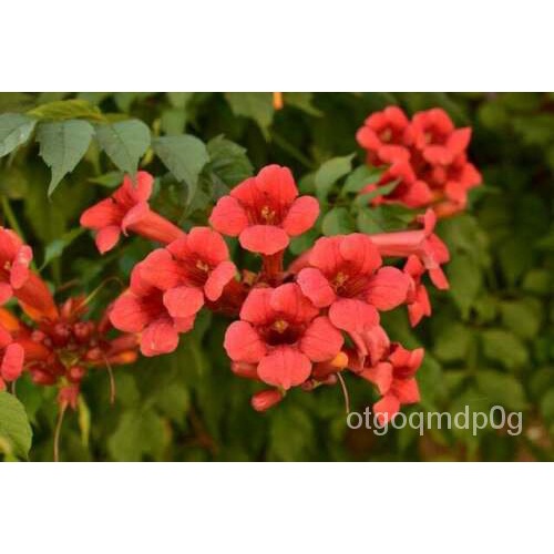 Guaranteed germination rate 25 Red Trumpet Creeper Vine Seeds