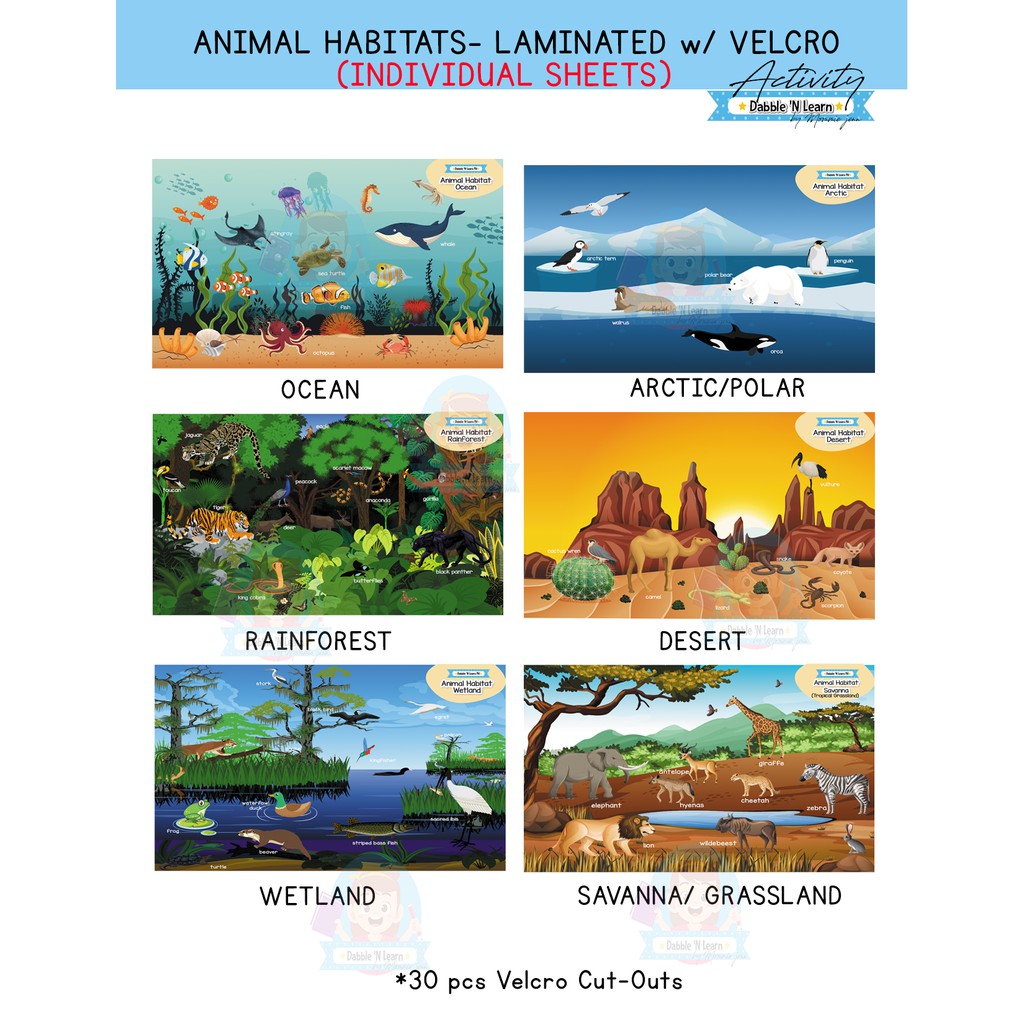 Ocean/Savanna/Rainforest/Desert/Polar/Arctic Animal Habitat Laminated