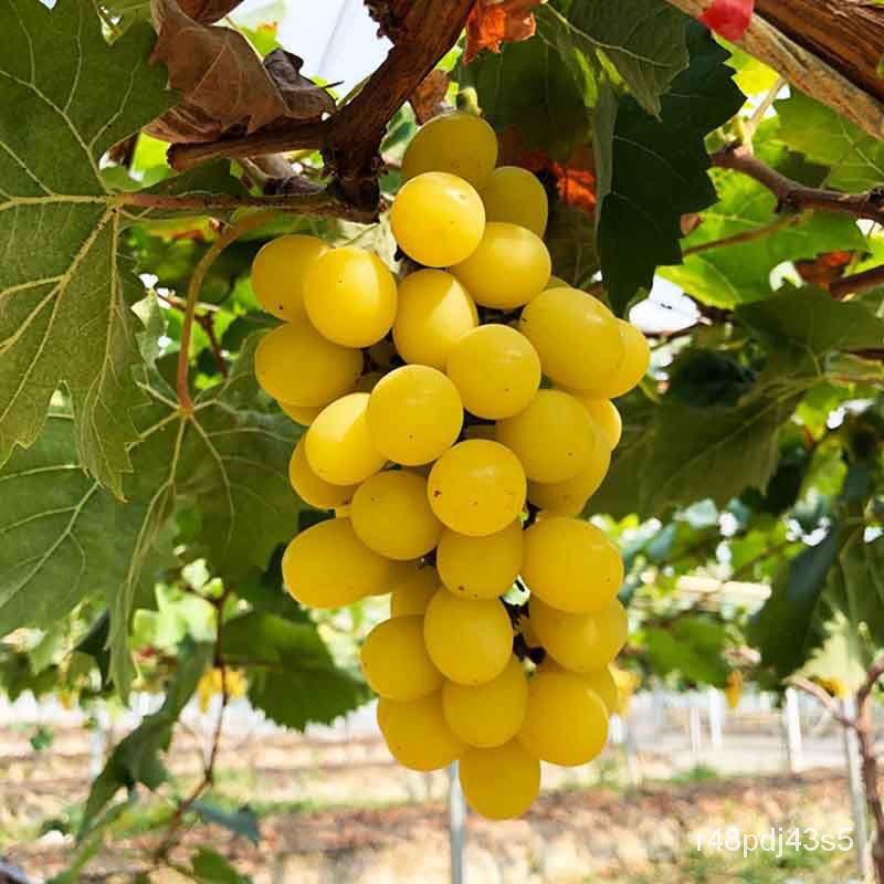 Golden Sunshine Thirteen Rose Grapes Seedling Fruit Tree Fruit Seedling