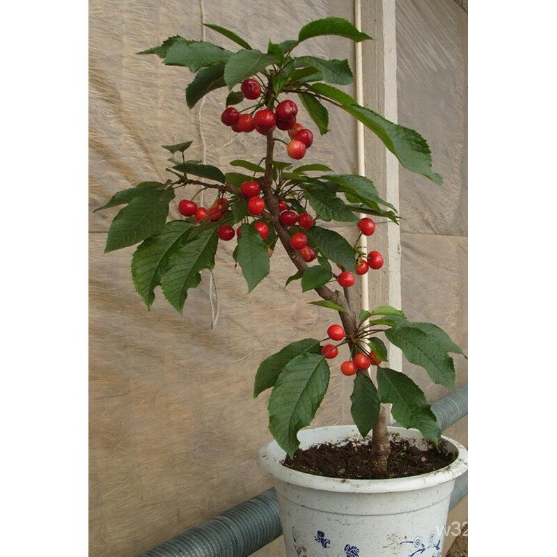 Fruit Tree Seedlings5Year Cherry Sapling Cherry Seedlings Grafted Sapling Cherry Potted Plant