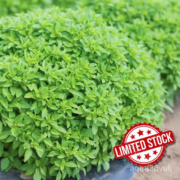spot seeds Basil Bush Spicy Globe Basil Seeds Shopee Philippines