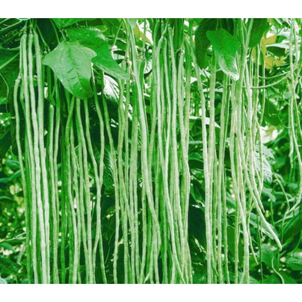 Long Bean, Pole Sitaw Seeds Shopee Philippines
