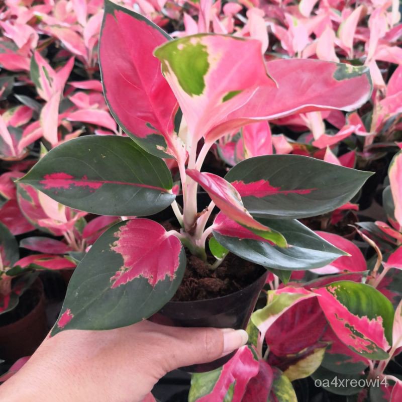 Aglaonema Snow white 3 leaves 6" height rooted aglonema plant, plant