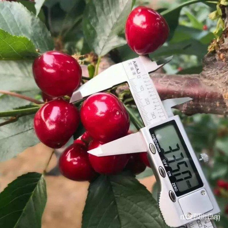 Yihuilian Cherry Tree Dwarf Large Cherry Seedlings Grafted Seedlings