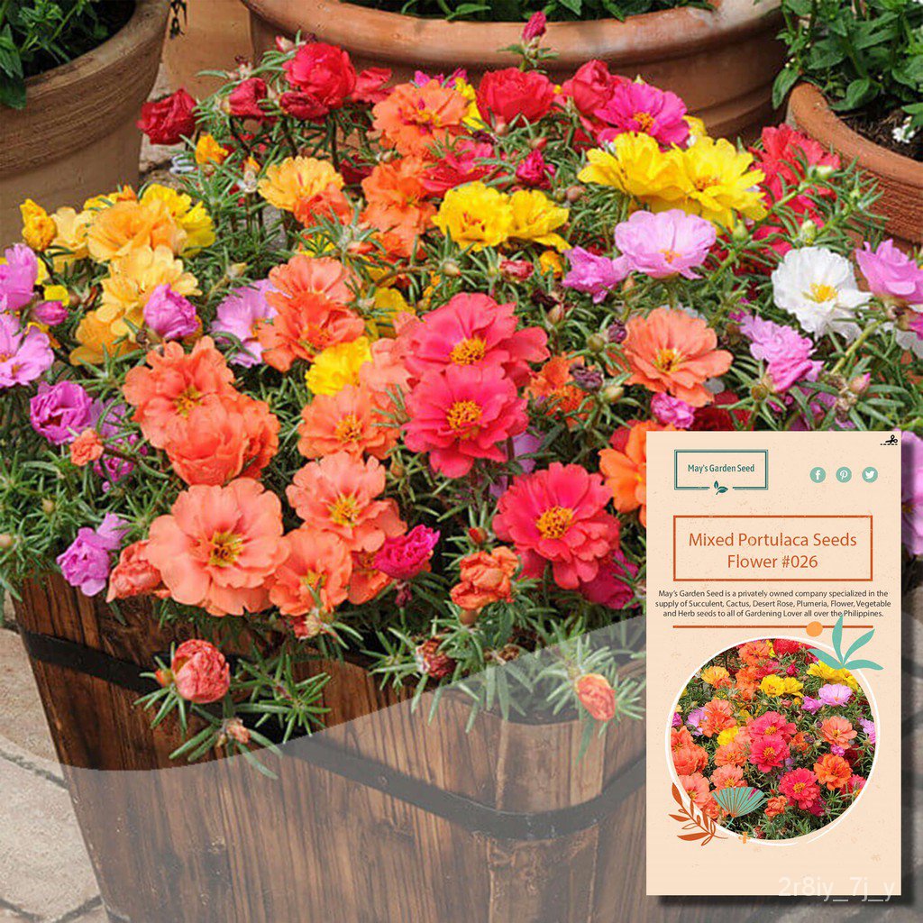 spot seedsMixed Portulaca Seeds, Vietnam Rose, Flower Seeds26 YLRX Shopee Philippines