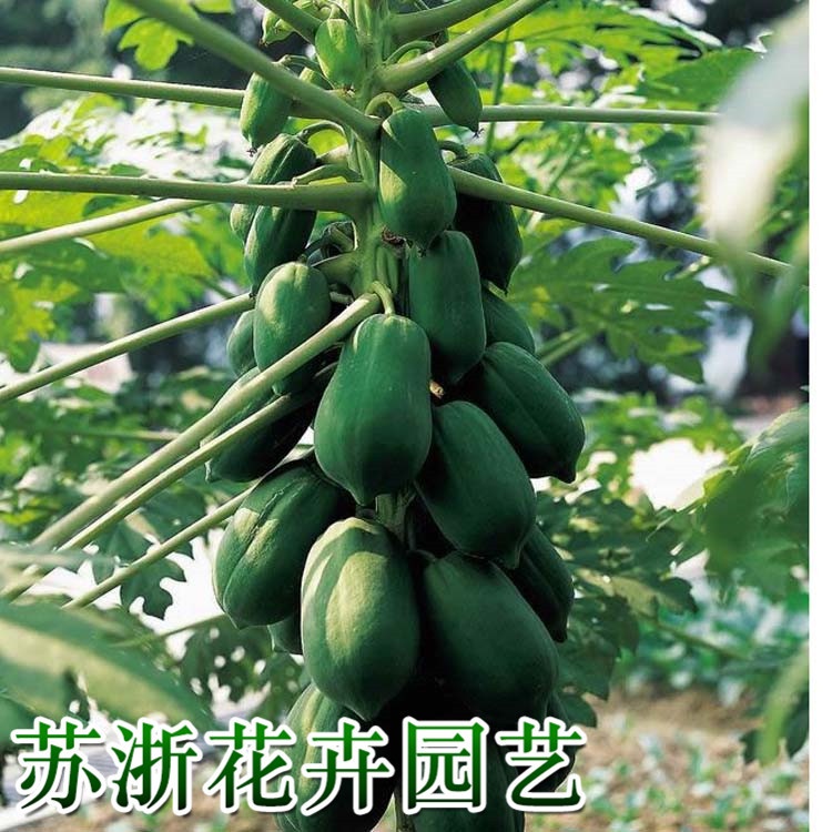 Papaya Seedlings Papaya Sapling Light Peel Papaya Seedlings Yellow