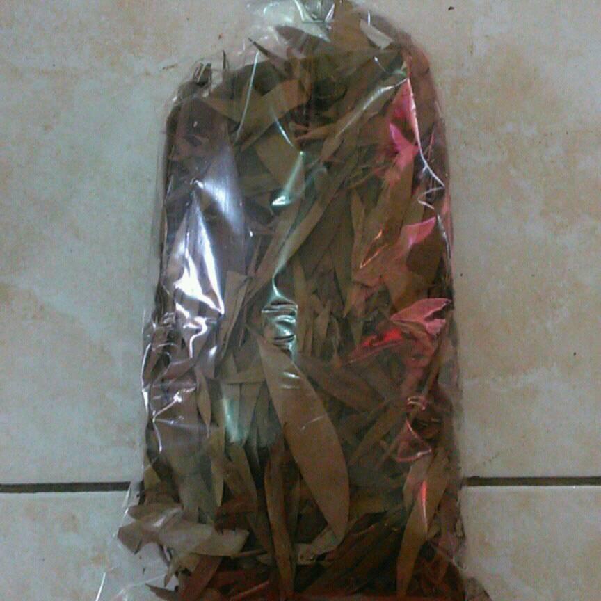 Dried Eucalyptus Leaves Melaleuca cajuput Eukalipus Leaves