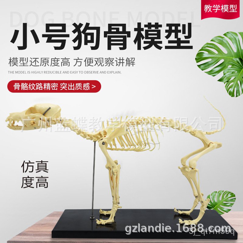 Pet Dog Skeleton Model Dog Skeleton Dog Skeleton Animal Dog Anatomy Dog