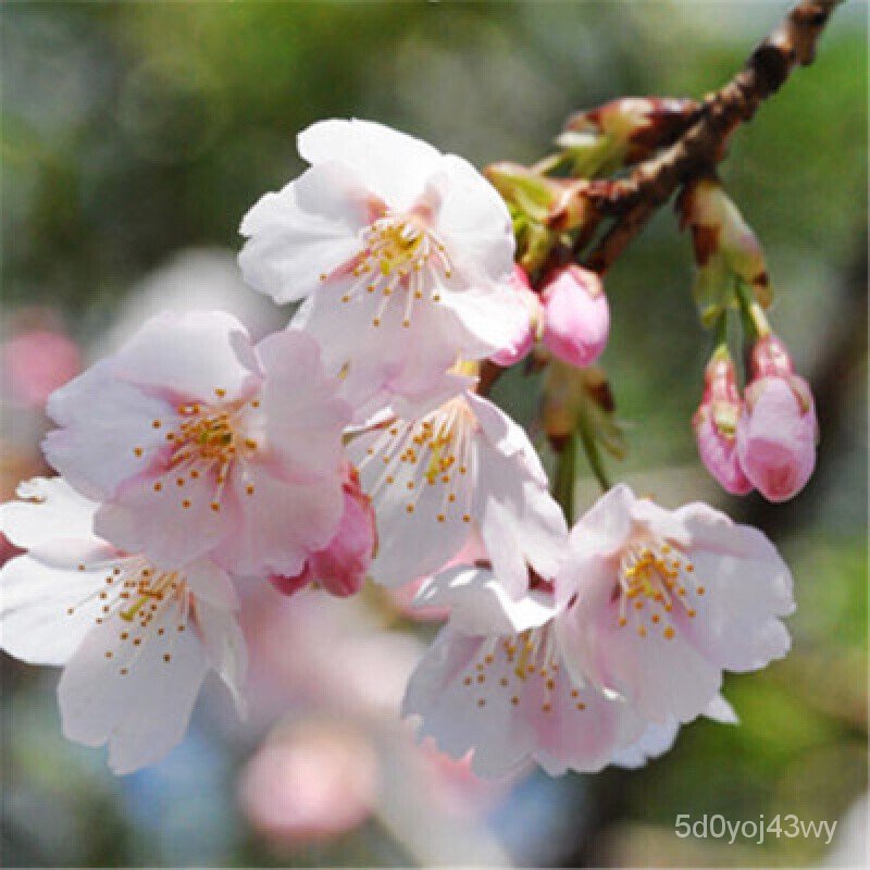 Garden Path Plant Cherry Blossom Sapling Cherry Blossom Bonsai Japanese Cherry Blossoms Early