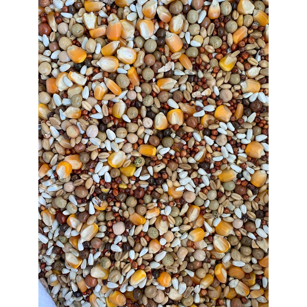 Kalapatids Flyer Mix, KFC Flyer Mix 1 kg for Pigeons, Pigeon Racers and
