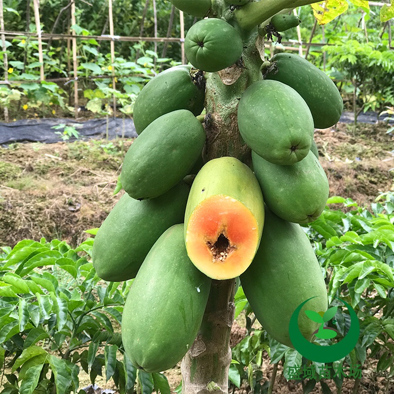 Papaya Sapling Red Core Papaya Fruit Seedlings Dwarf Papaya Seedlings
