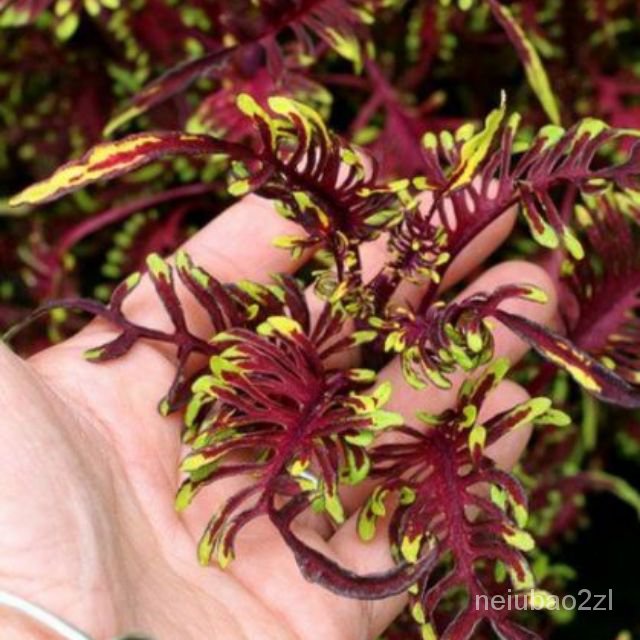 indoor plant seeds B1 Mayana Coleus Seeds Rare from thainland / Hybrid