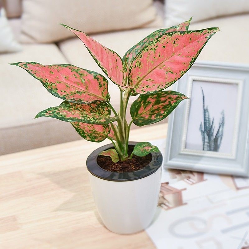 Lucky Red Ruyi Queen Indoor Potted Flower Pachira Macrocarpa Green