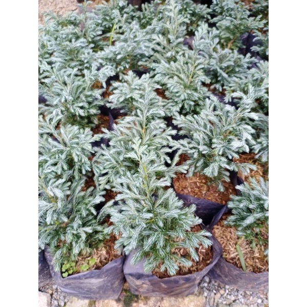 Cypress Himalayan Blue Pine Tree (can be used as garden decor) Shopee