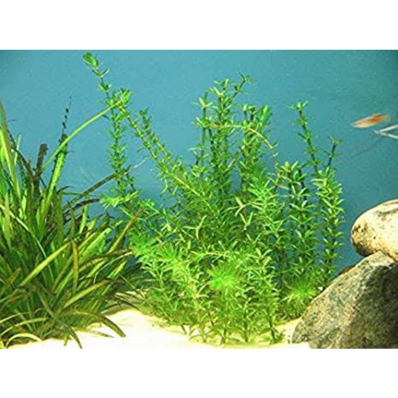 Hydrilla Aquarium Plant Shopee Philippines