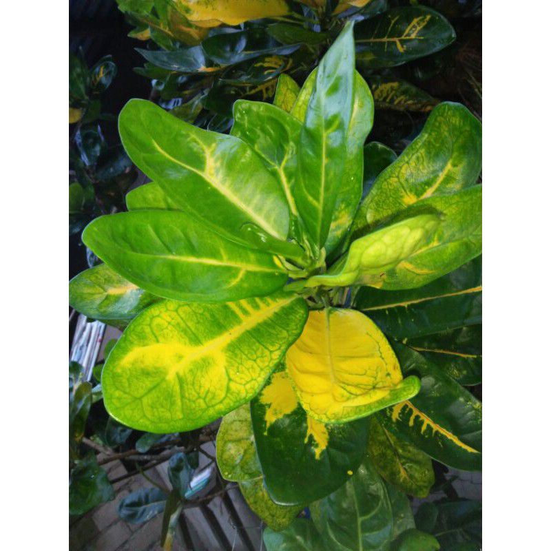 3 plus 1 free San Francisco Croton Yellow Ovalifolium Turtle Back Plant