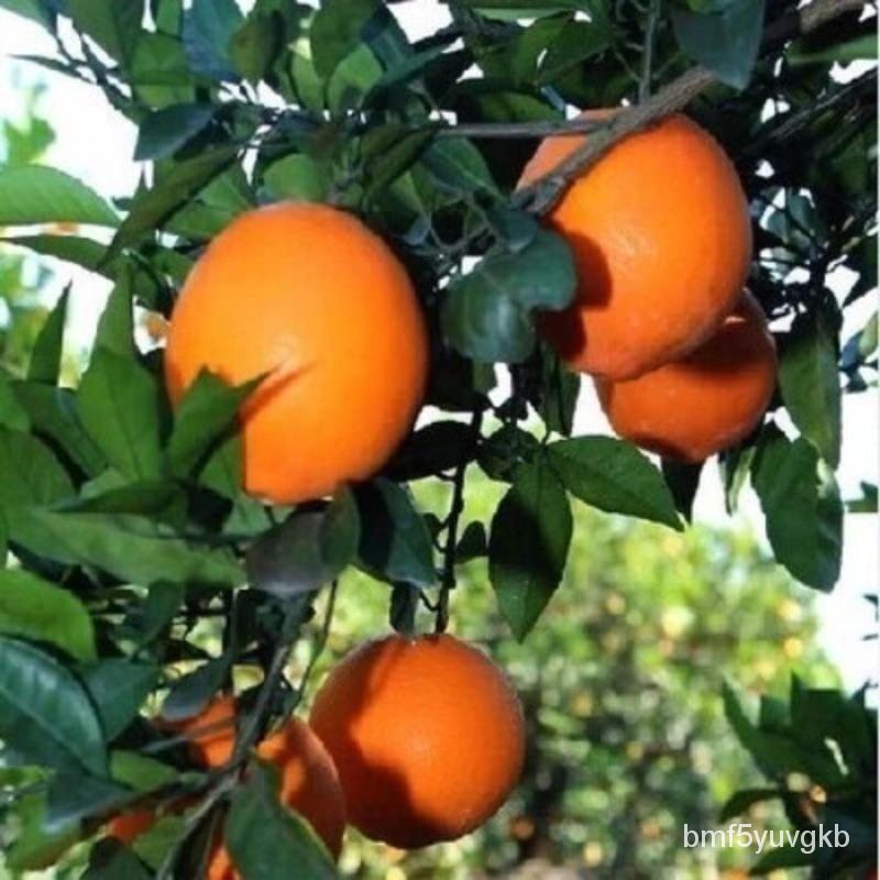 Grafting Orange Sapling Pomelo Seedlings Sanhong Sweet Pomelo Sapling