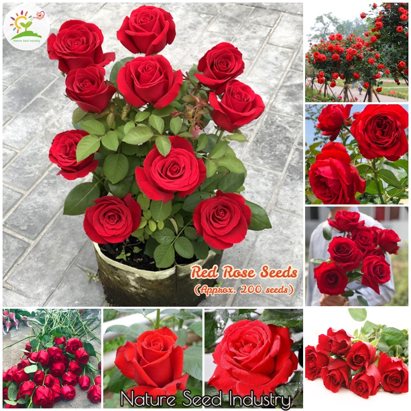 Red Rose Seeds For Planting 200 Seeds/Pack Ornamental Plant Seeds