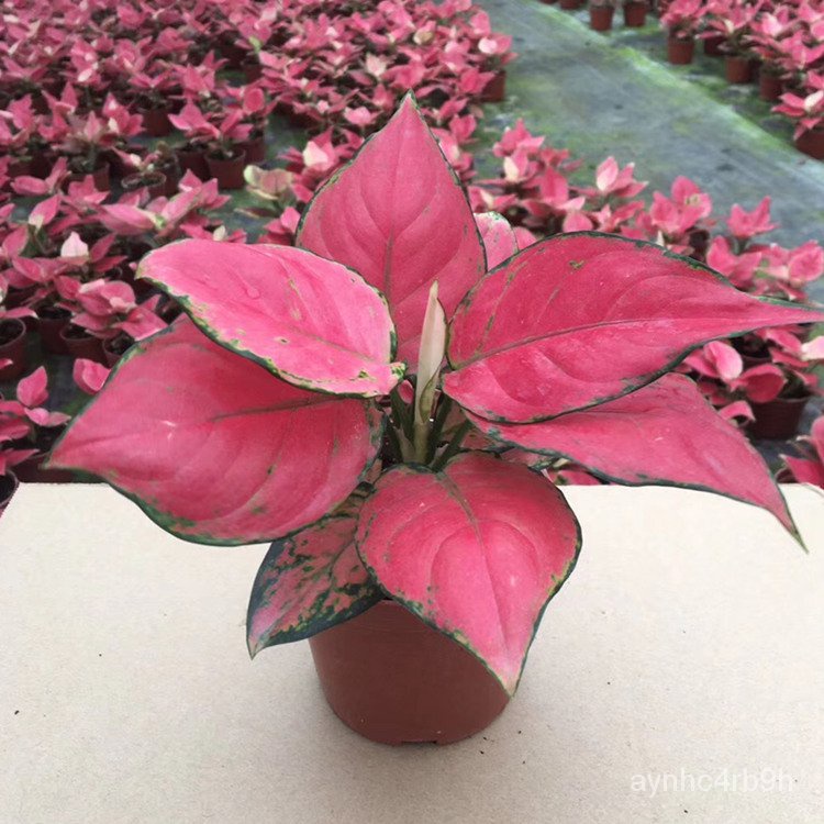 Lucky Red Ruyi Potted Plant Wannianhong Auspicious Queen Indoor Flower