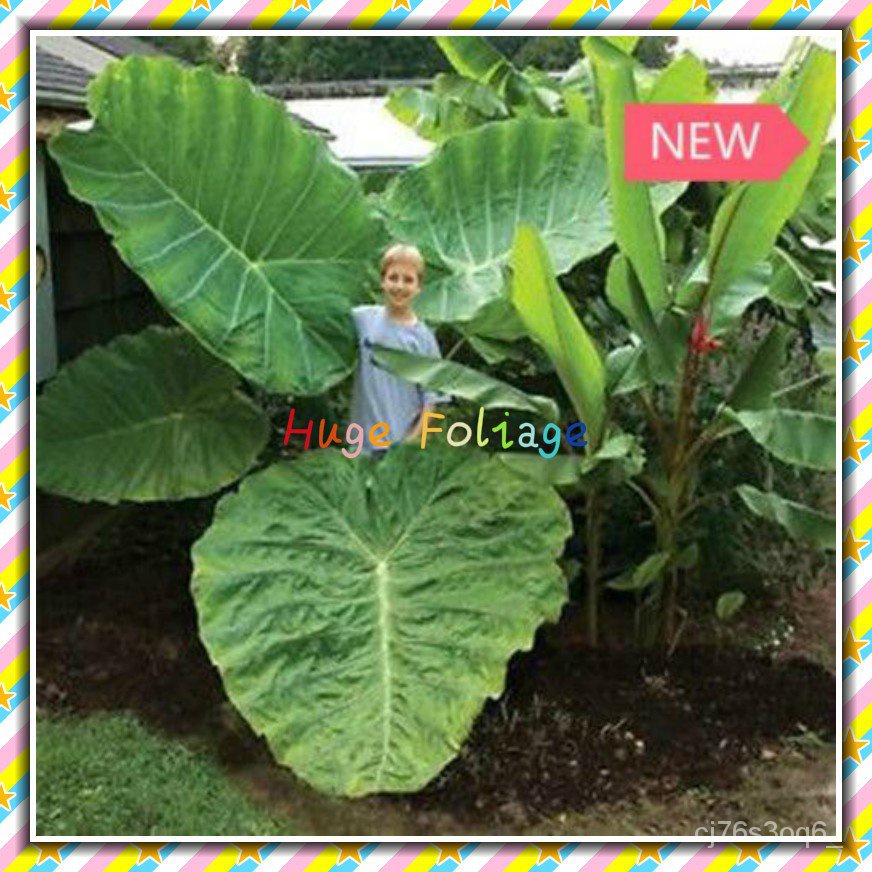 Mixed Seeds 100pcs Giant Elephant Ear Plant, Fresh Colocasia Gigantea, Huge Foliage Seeds 3VJF
