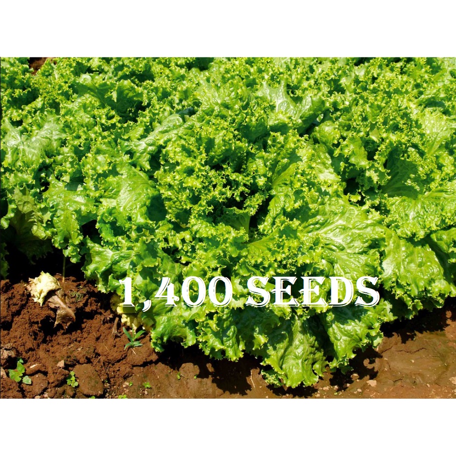 lettuce / litsugas seeds 25pesos per pack condor vegetable seeds FANFARE LOOSE LEAF