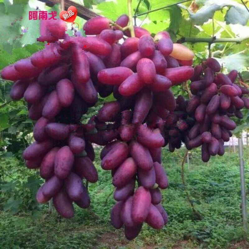 Grafting Grape Seedlings Seedless Grape Seedlings Grapes Seedless Grape