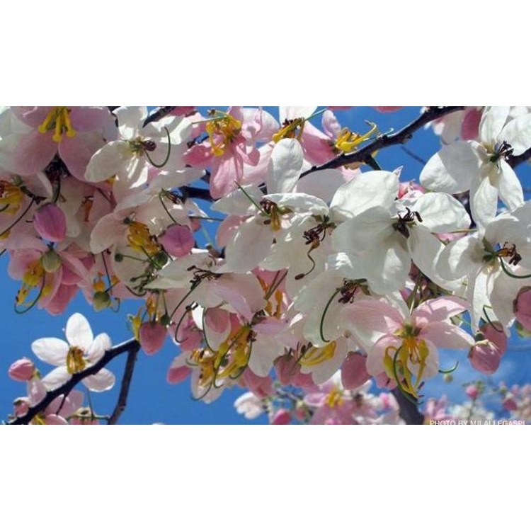 ♣☢Balayong Palawan Cherry Blossom Tree Seeds Golden Shower Tree Seeds