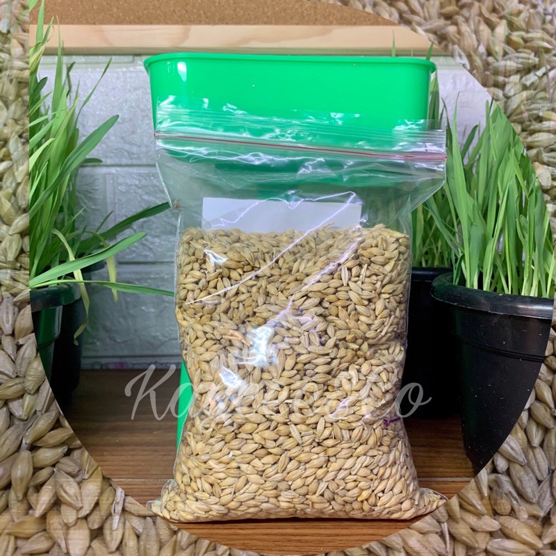 ORGANIC CAT GRASS SEEDS / PURE WHEAT&BARLEY GRASS SEEDS Shopee