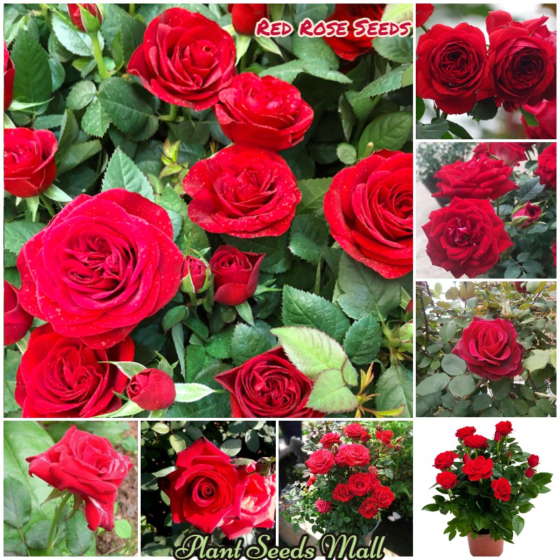 [High Germination] Good Quality Red Rose Seeds for Sale (200 seeds/pack