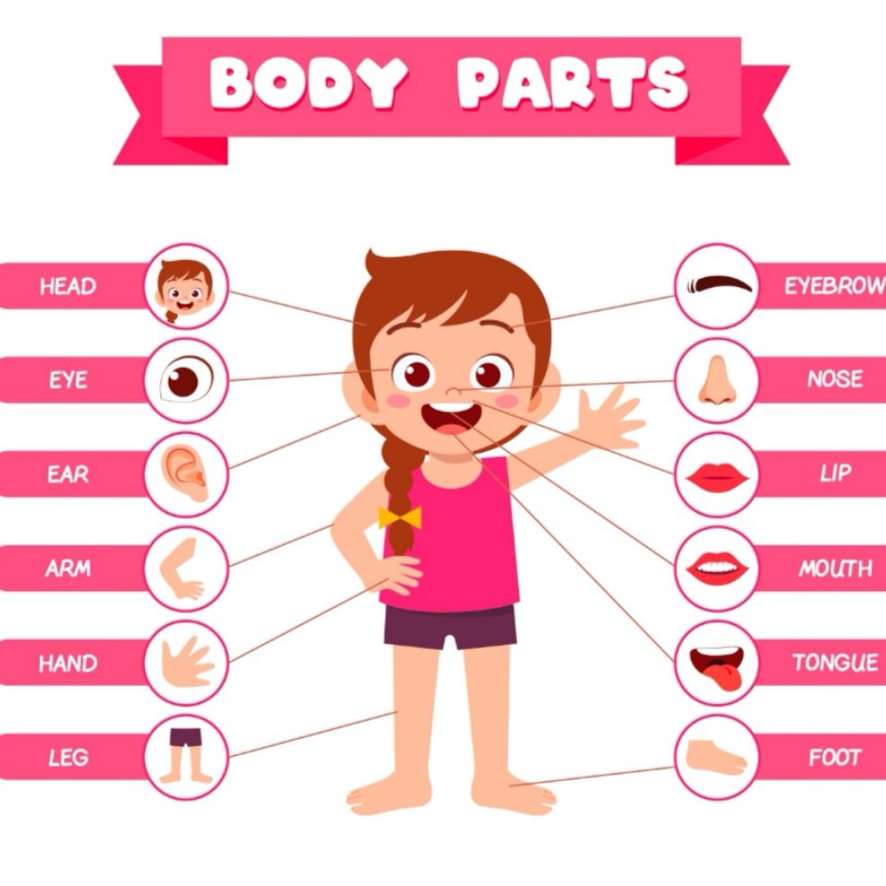 A4 LAMINATED EDUCATIONAL WALL CHARTS for KIDS LEARNING MATERIALS BODY