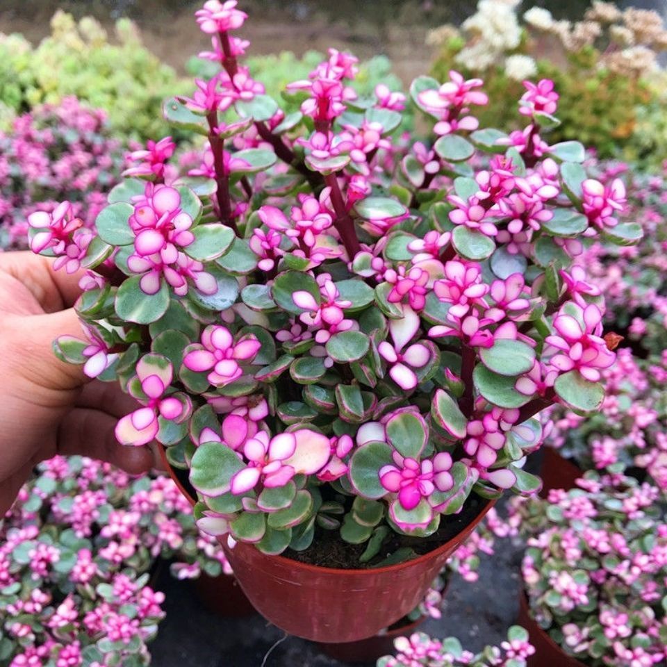 succulent plants for saleYale dance golden branches and jade leaves potted indoor succulents