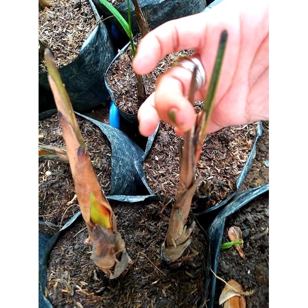 Red Lipstick Palm/Red Palm seedlings Shopee Philippines