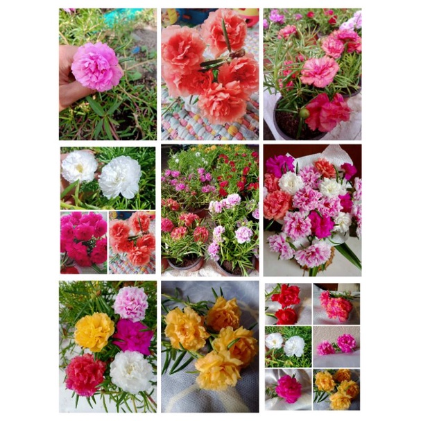30 Cuttings Vietnam Rose 7 different Colors Shopee Philippines