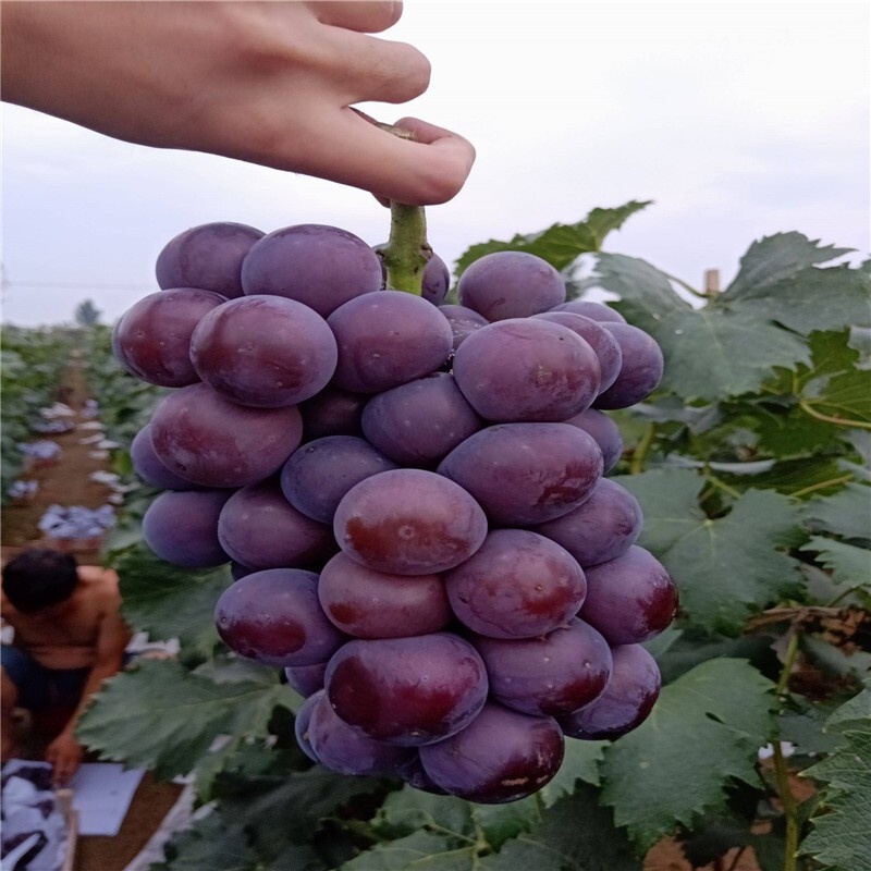 EightYear Grape Sapling Giant Peak Grafting Grape Seedlings Bear Fruit