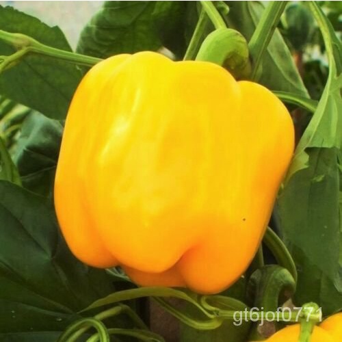 Guaranteed germination rate Golden Cal Wonder Yellow Sweet Bell Pepper