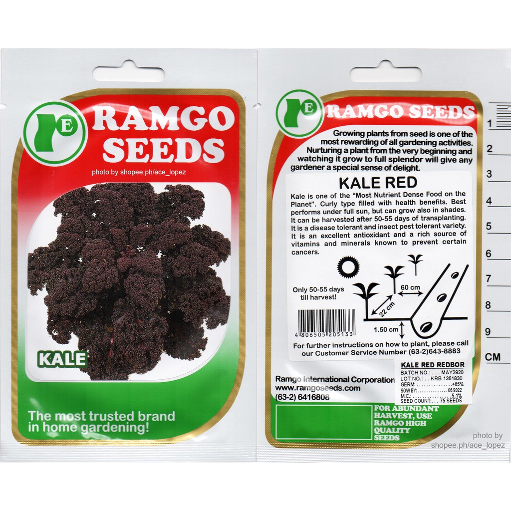 Ramgo Condor Yates Lettuce Salad Seeds Sold per Pack per Variety