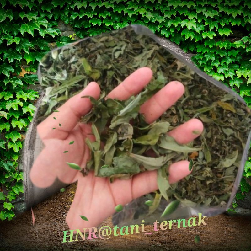 Hay animal feed, Hai indigofera, feed for rabbits, goats and cows 100gr