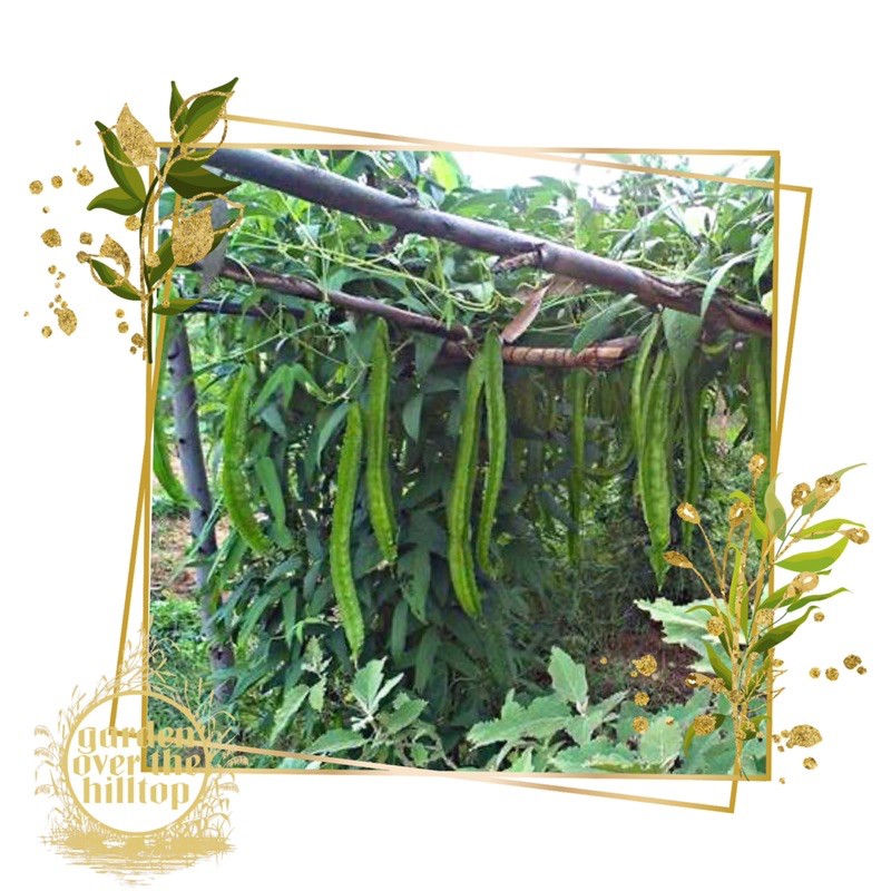 giant winged bean super long/sigarilyas/kalamismis/segidilla seeds Shopee Philippines