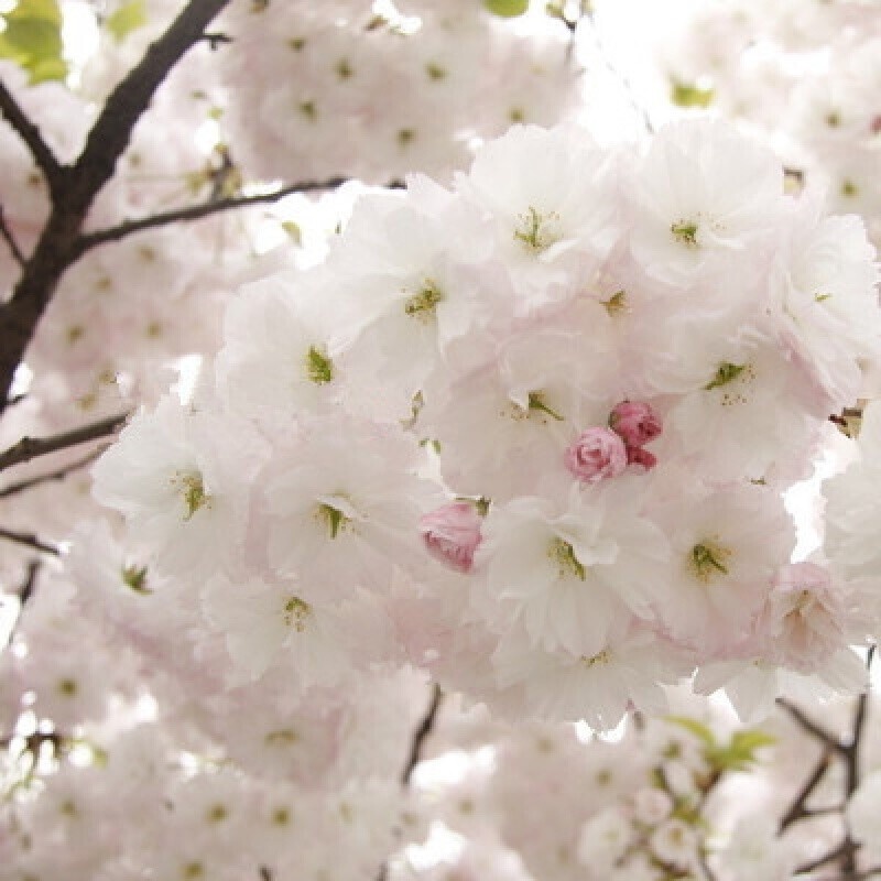 Garden Path Plant Cherry Blossom Sapling Cherry Blossom Bonsai Japanese Cherry Blossoms Early